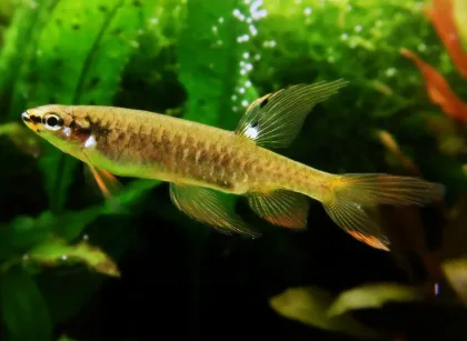 Sıçrayan Tetra
