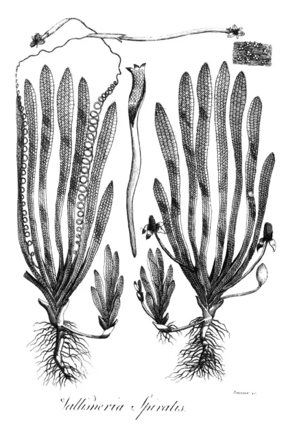 Vallisneria Nana