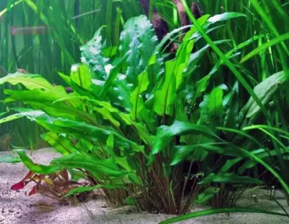 Cryptocoryne Undulata
