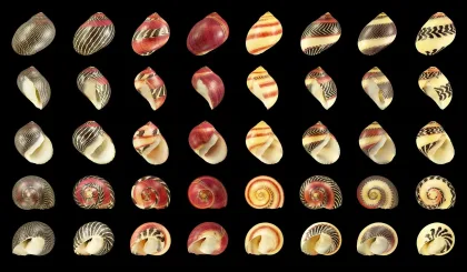 Zeytin Nerita