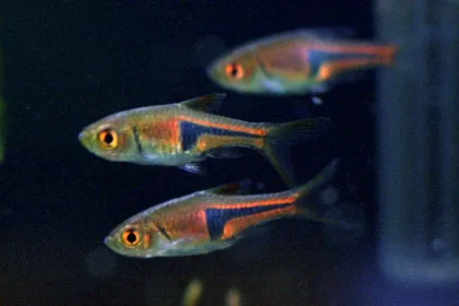 Espei Rasbora