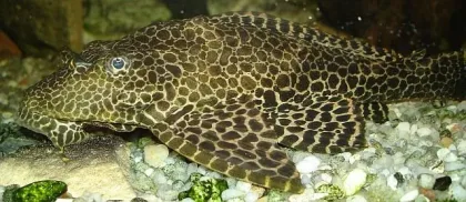 Leopar Vatoz