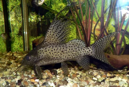 Tüy Yüzgeçli Kedi Balığı