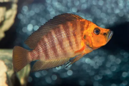 Compressiceps Ciklet