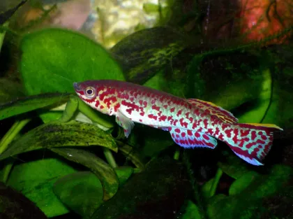 Gardneri