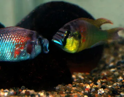 Burtoni Ciklet
