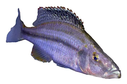 Malawi Compressiceps