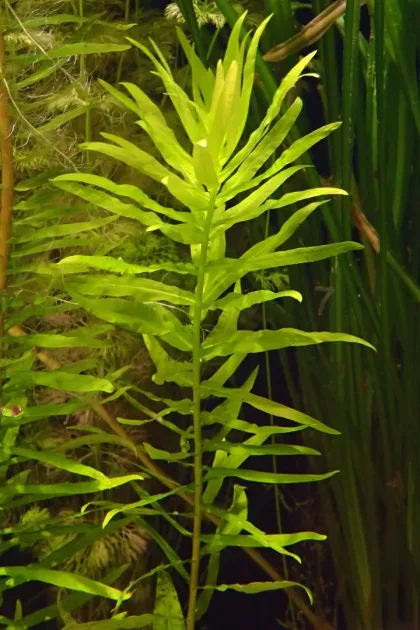 Ammania Gracilis