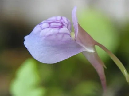 Çimen Yapraklı Utricularia
