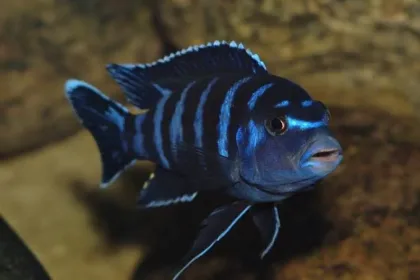 Demasoni