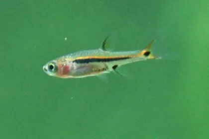 Ünlem İşaretli Rasbora