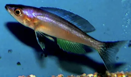 Cyprichromis