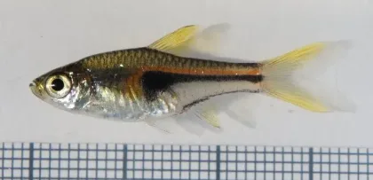 Hengeli Rasbora