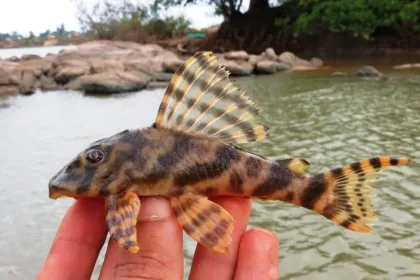 Çizgili Peckoltia