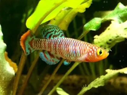Rachovi