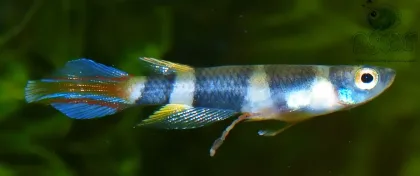 Palyaço Killi