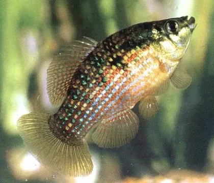 Florida Bayrak Balığı