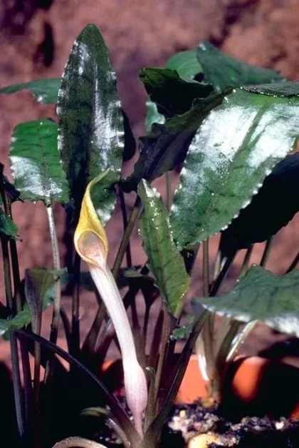 Beckett Cryptocoryne