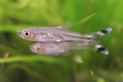 Makas Kuyruk Rasbora