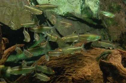 Nijerya Tetra