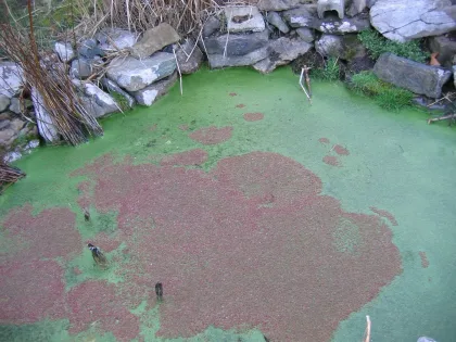 Azolla