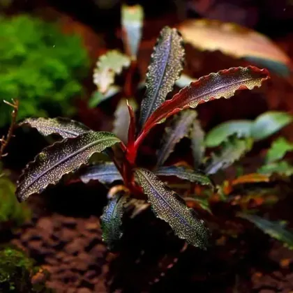 Bucephalandra 'Katzeri'