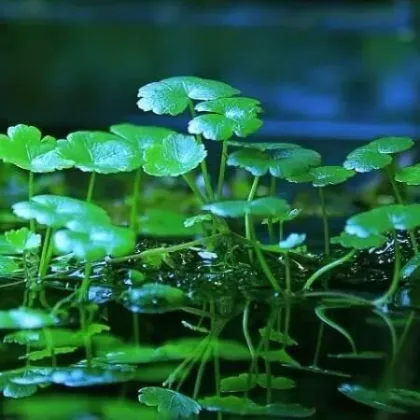 Dikey Hydrocotyle
