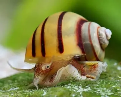Zebra Elma Salyangozu