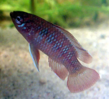 Kırmızı Badis