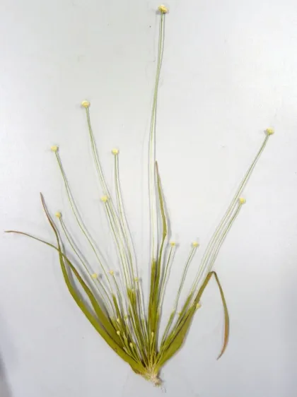 Gri Eriokaulon