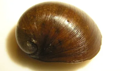 Siyah Miğfer Nerita