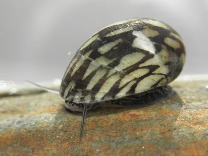 Avrupa Nehir Neritası