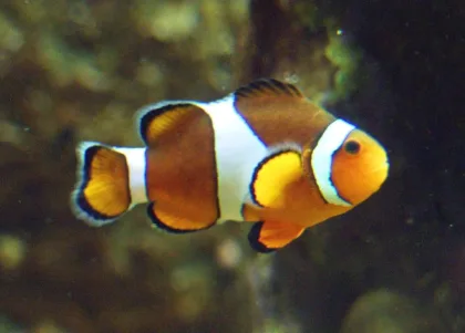 Ocellaris Palyaço Balığı