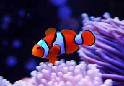 Gerçek Percula Palyaço Balığı