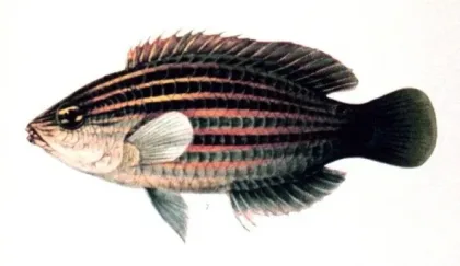 Altı Çizgili Lapin