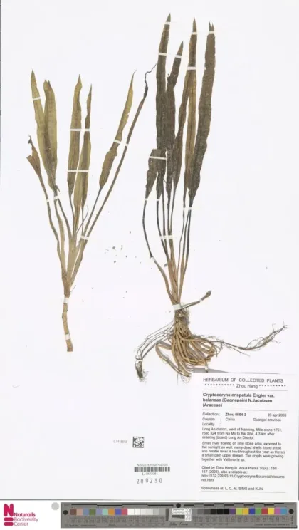 Balansae Kriptokorini