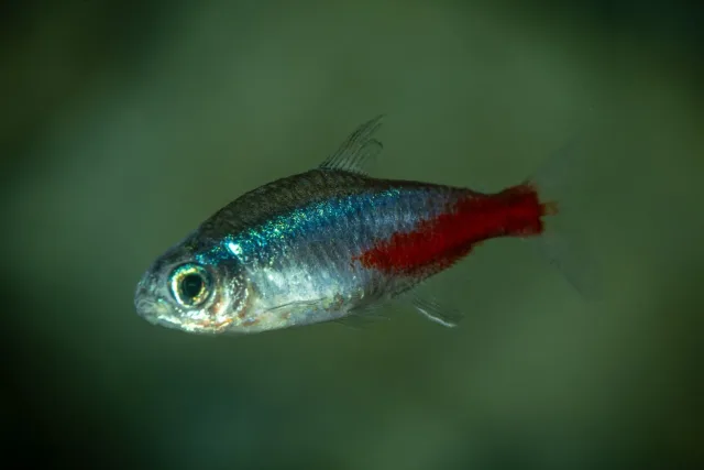 Neon Tetra