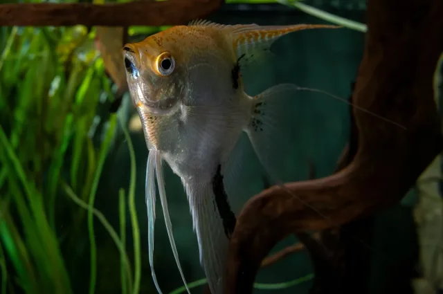 Melek Balığı