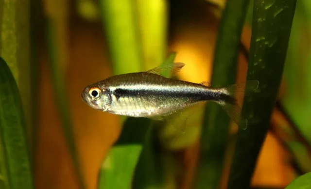 Siyah Neon Tetra