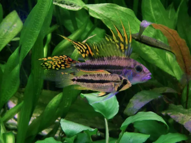 Kakadu Cüce Ciklet