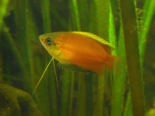 Bal Guramisi