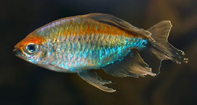 Kongo Tetra