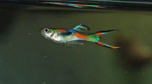 Endler Lepistes