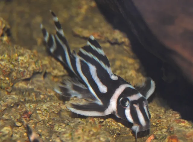 Zebra Vatoz