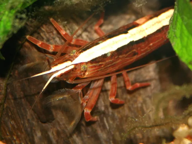 Bambu Karides