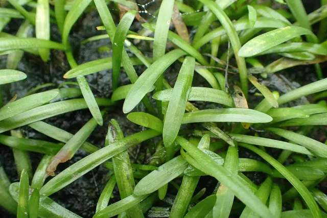 Sagittaria Subulata