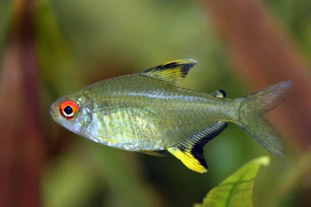 Limon Tetra