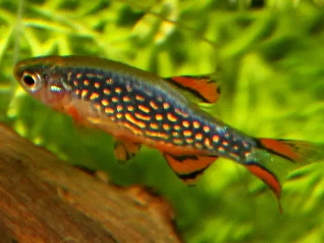 Galaksi Rasbora