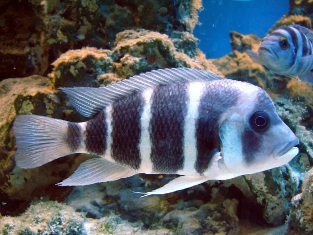 Frontosa
