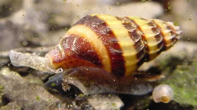 Katil Salyangoz